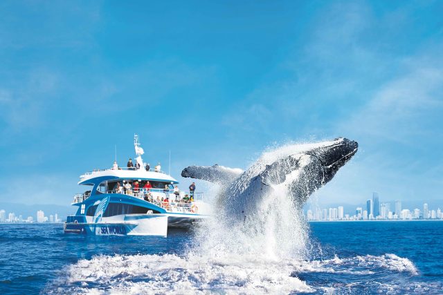 Sea World Whale Watch