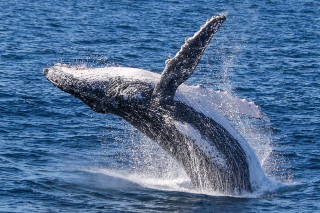 Whale Watching